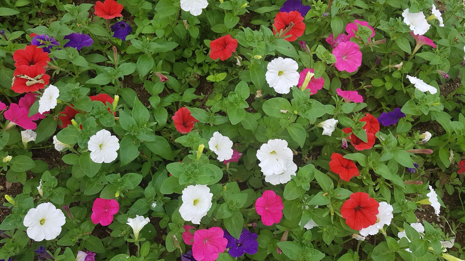 Samsung Galaxy S7 sample photo. Flowers, beautiful flowers, spring photography