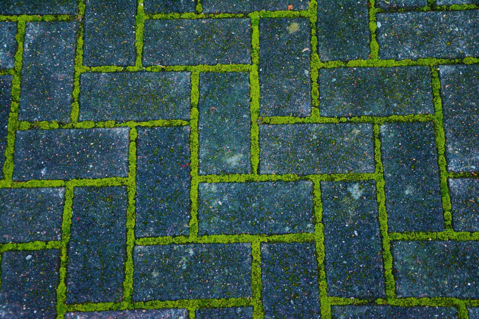 Nikon D5200 sample photo. Patch, paving stones, moss photography