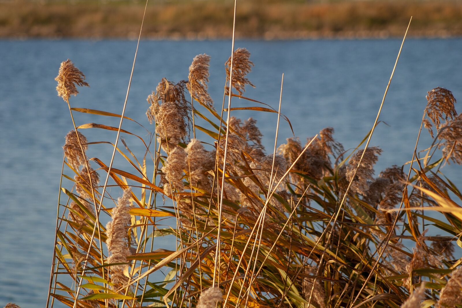 Canon EOS 10D sample photo. Sedge, reed, grasses photography