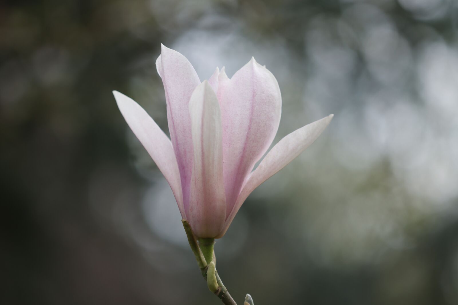 Canon EOS 90D sample photo. Magnolia, flower, spring photography