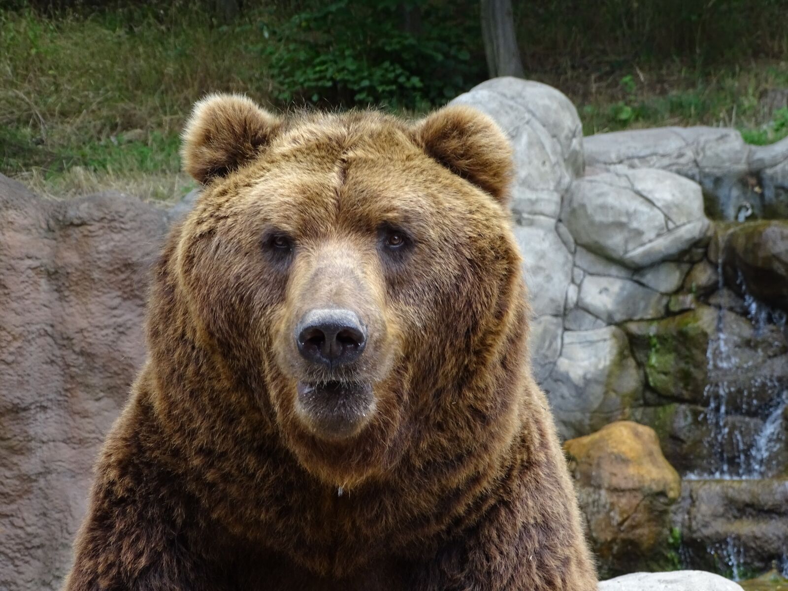 Sony Cyber-shot DSC-HX400V sample photo. Bear, zoo brno, animals photography