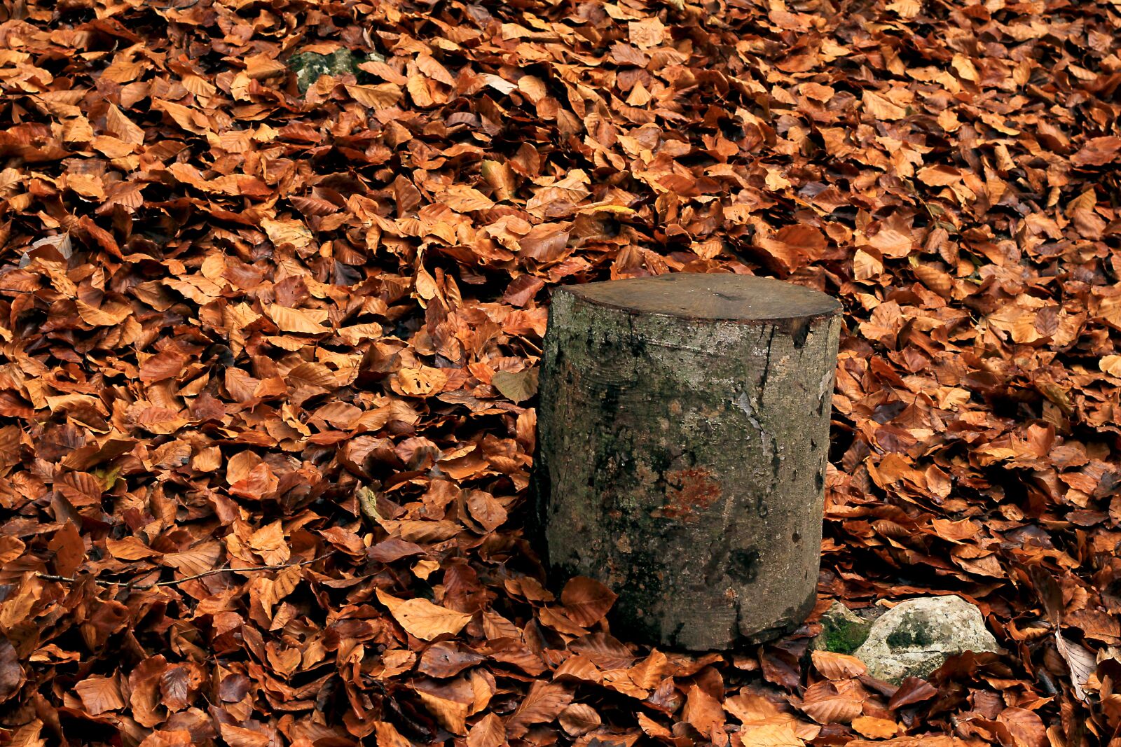 Canon EOS 60D + Canon EF 50mm F1.8 STM sample photo. Leaves, autumn, dry leaf photography