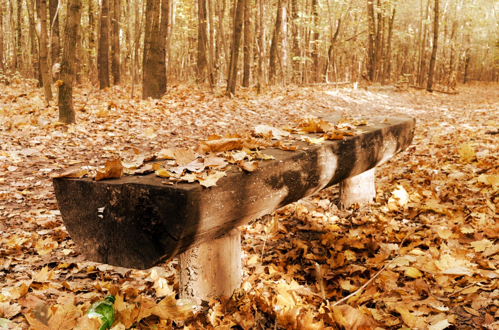 Nikon D3100 sample photo. Landscape, autumn, forest photography