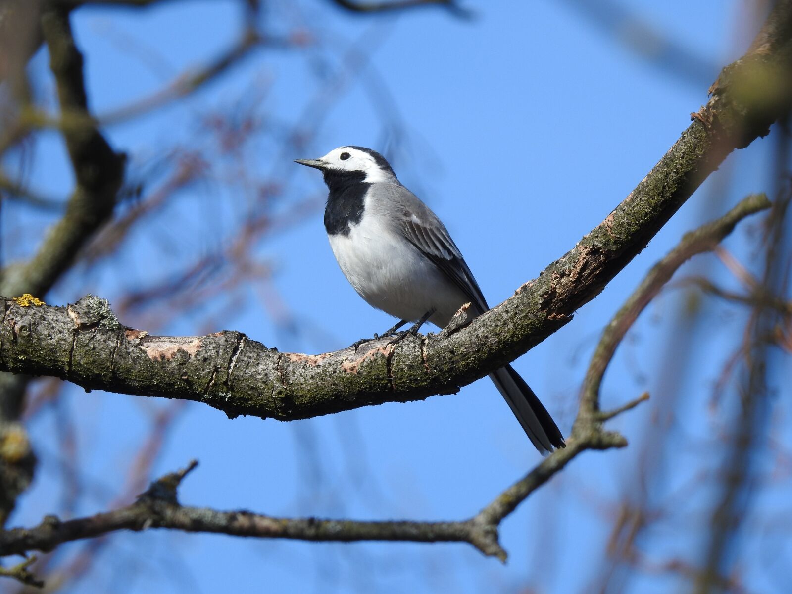 Nikon Coolpix P900 sample photo. White wagtail, bird, branch photography