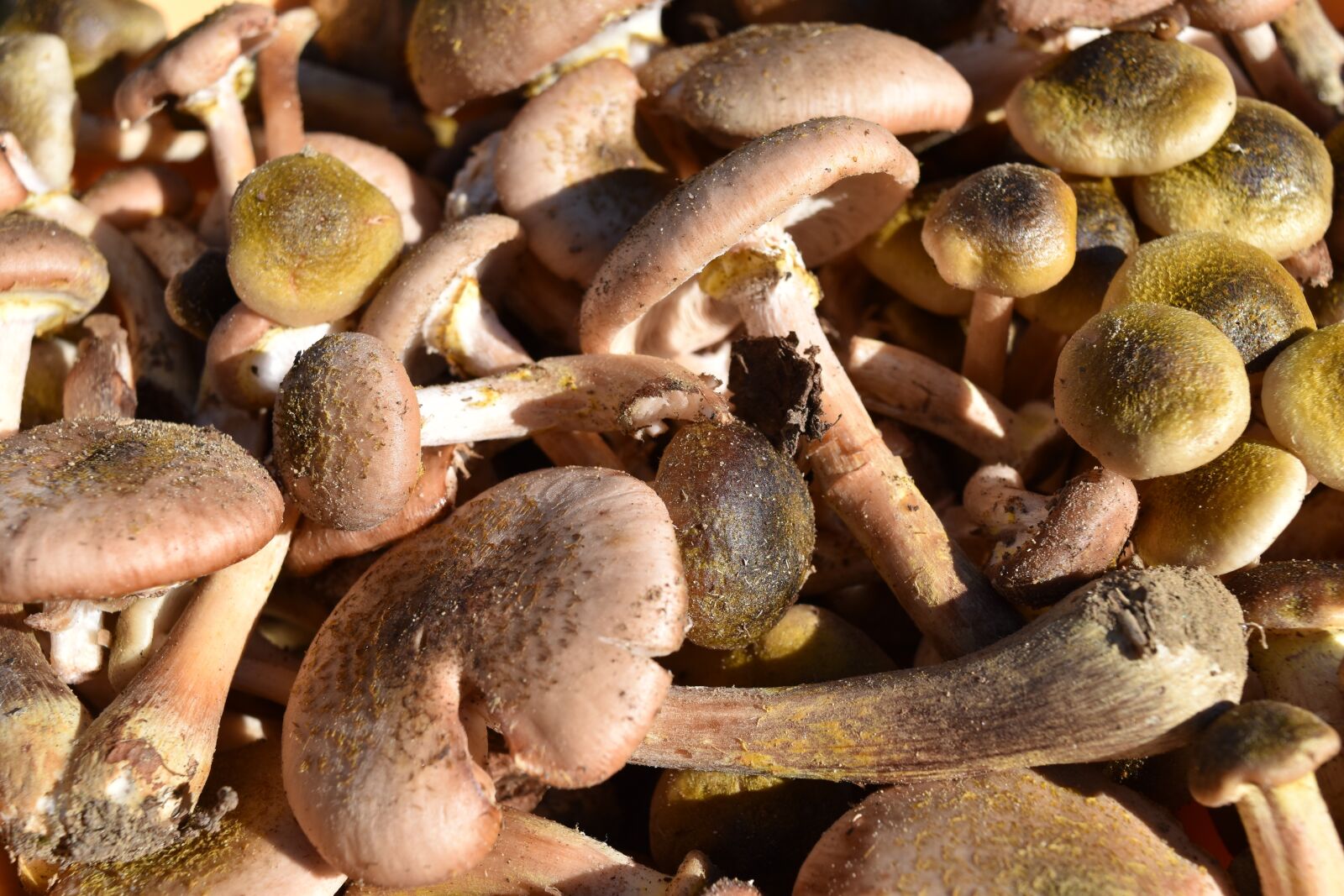 Nikon D5500 sample photo. Cavanaugh, mushrooms, armillaria mellea photography