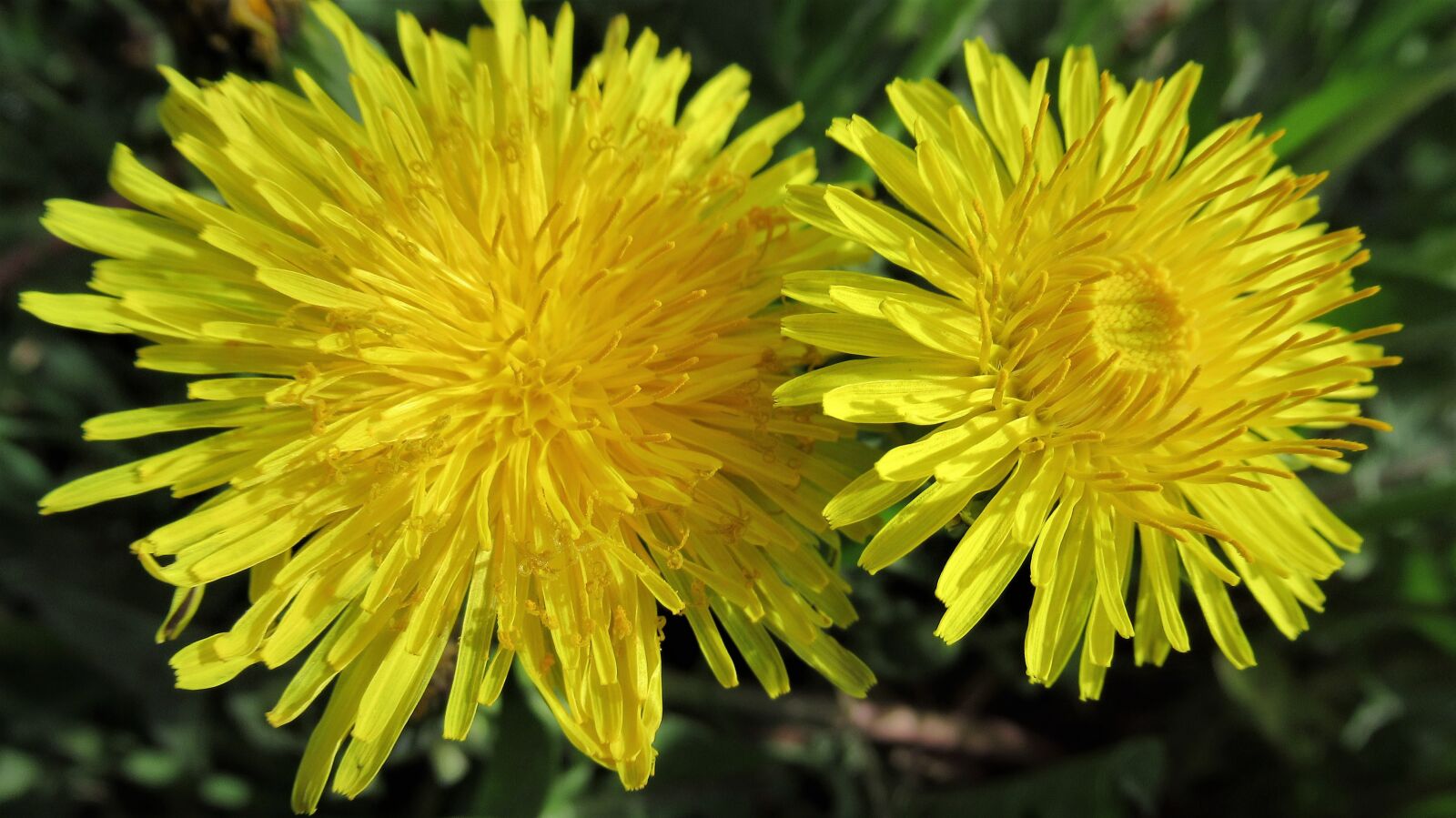 Canon PowerShot SX620 HS sample photo. Dandelion, flower, yellow photography