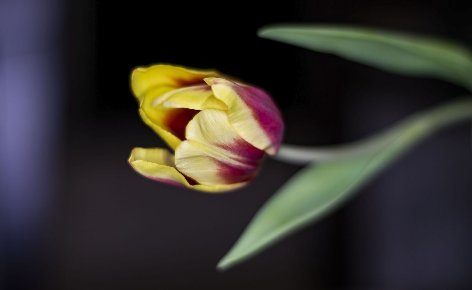 Nikon D5300 sample photo. Tulip, macro, close-up photography