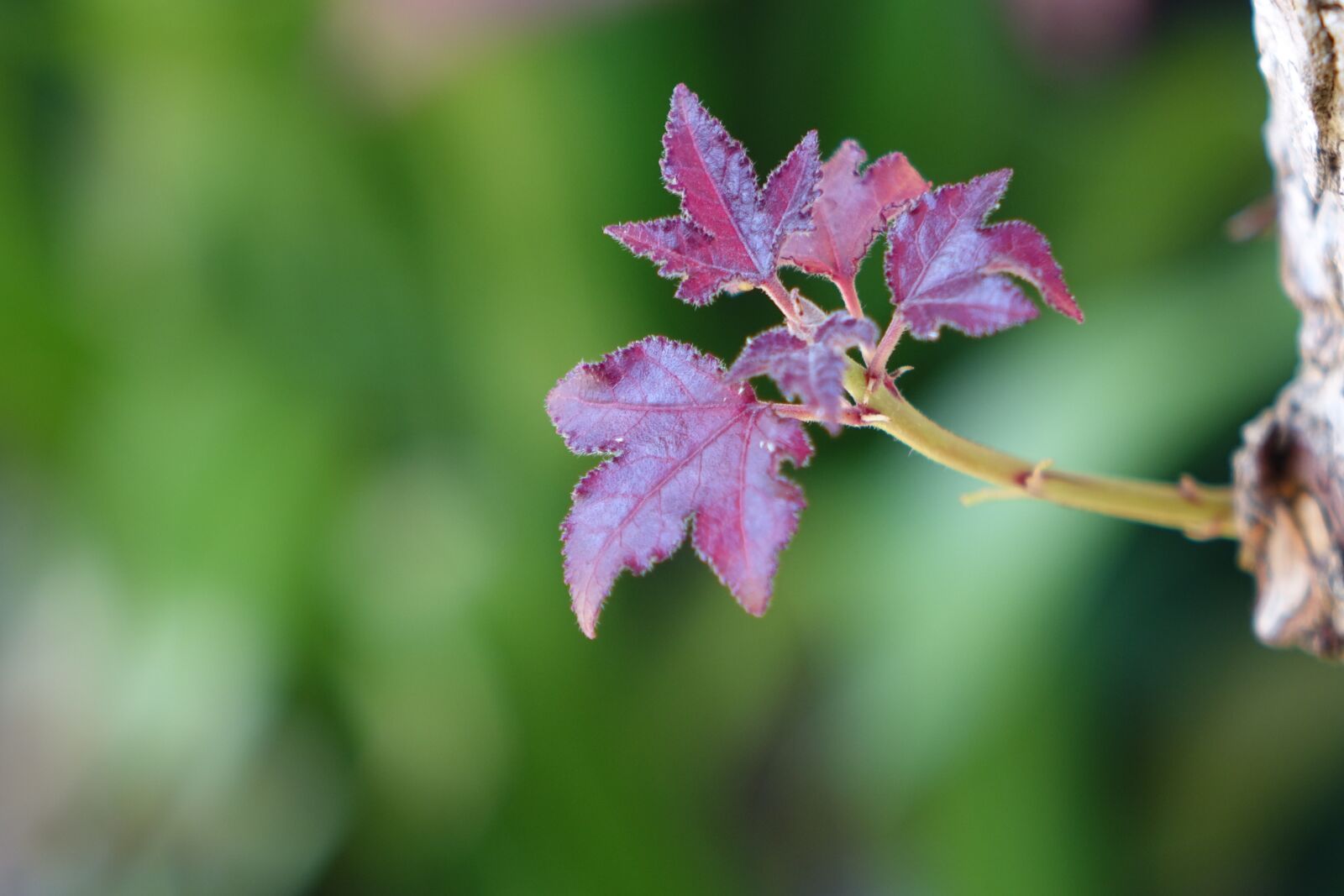 Sony Cyber-shot DSC-RX10 sample photo. Nature, leaves, red photography