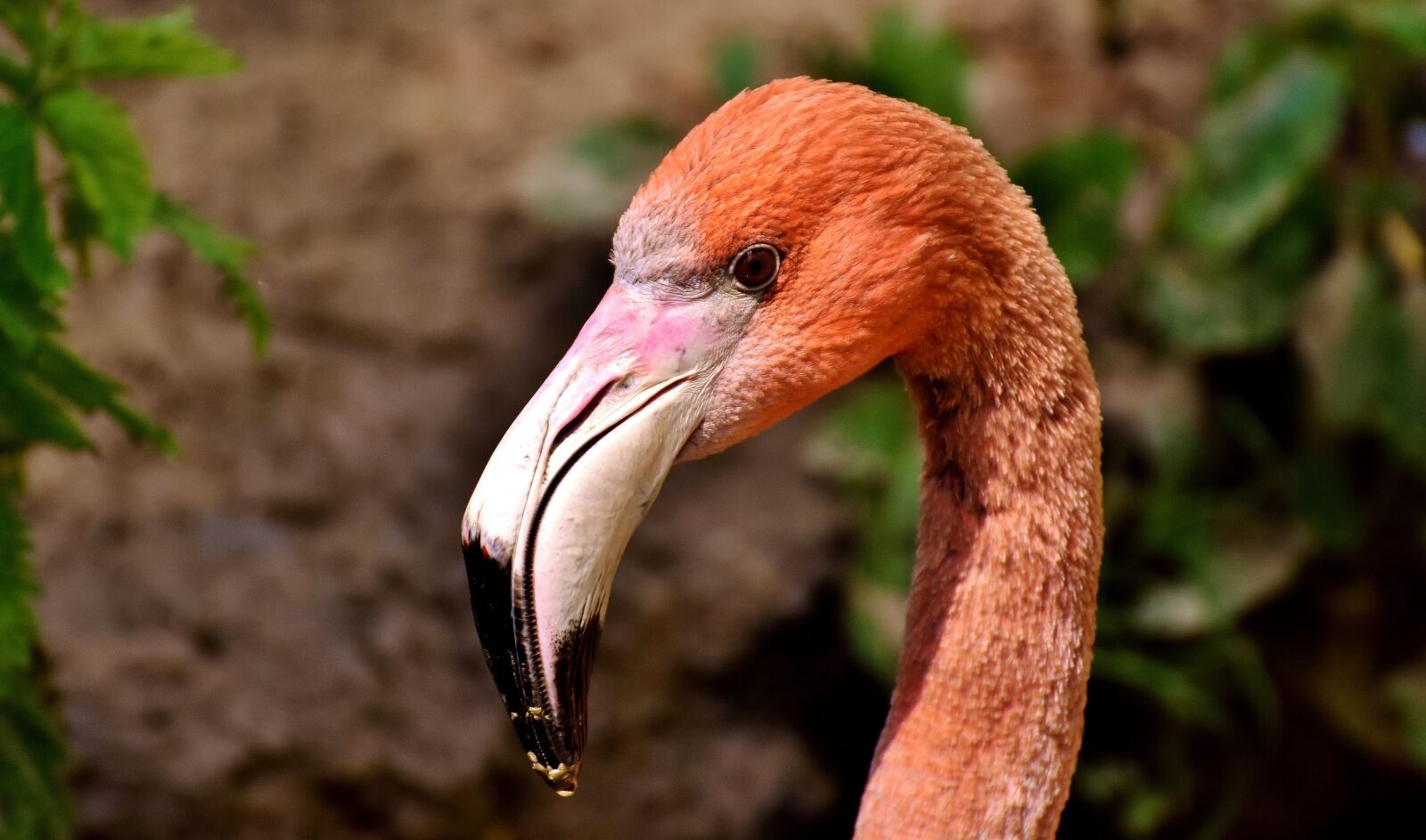 Nikon D7200 sample photo. Flamingos, birds, water bird photography