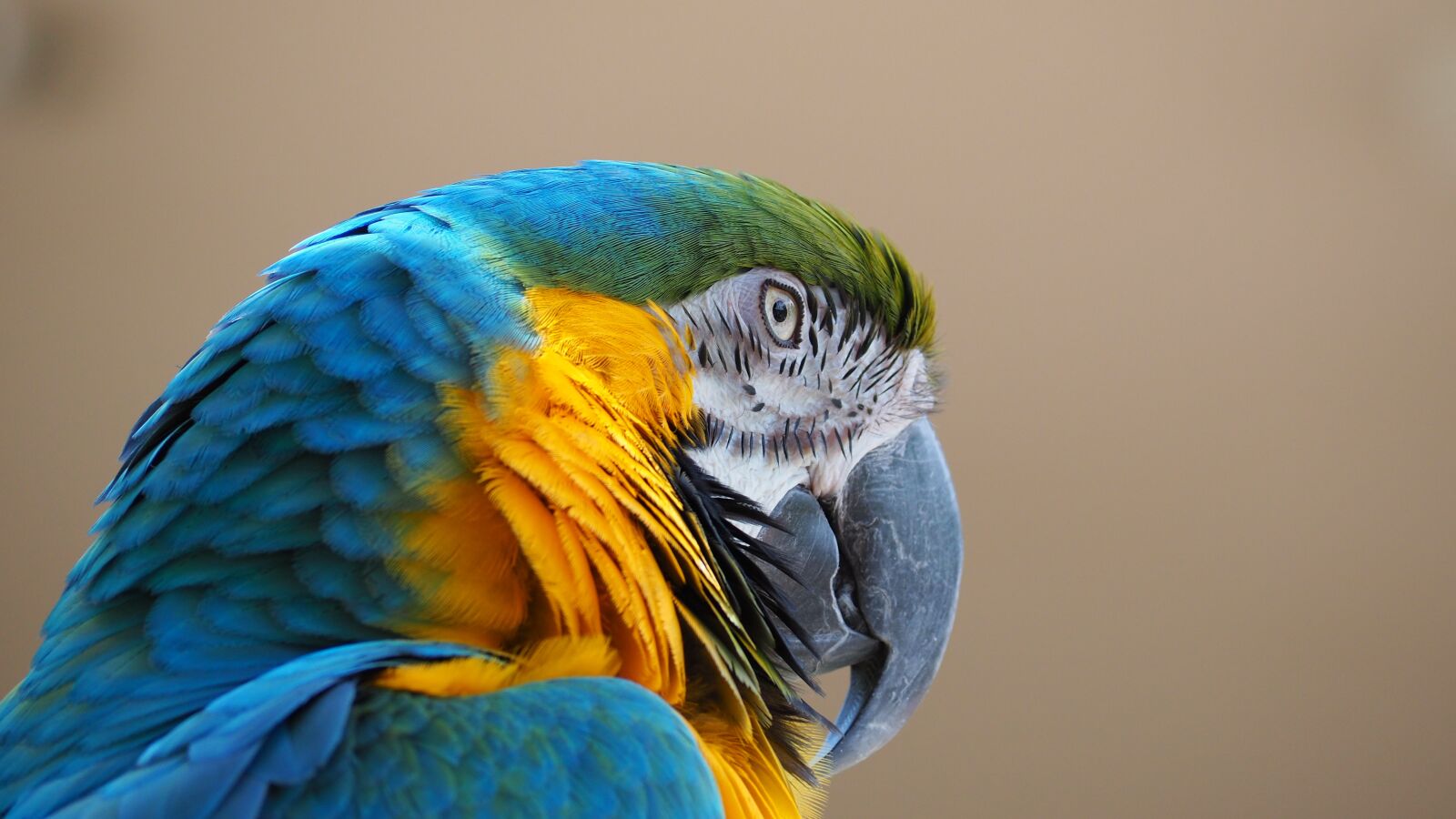 Olympus OM-D E-M10 II sample photo. Macaw, blue, yellow photography