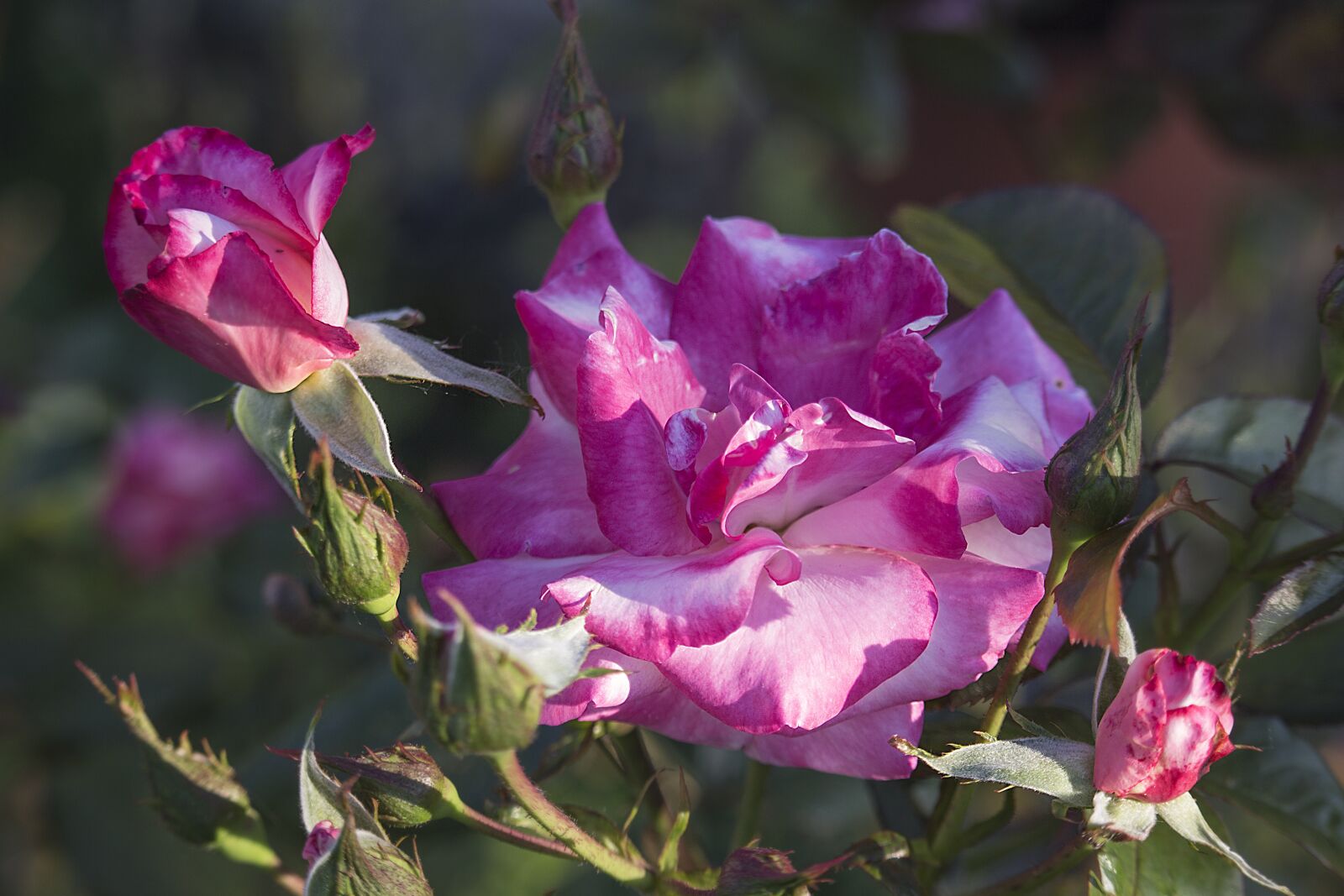 Canon EF-S 55-250mm F4-5.6 IS STM sample photo. Flower, plant, nature photography