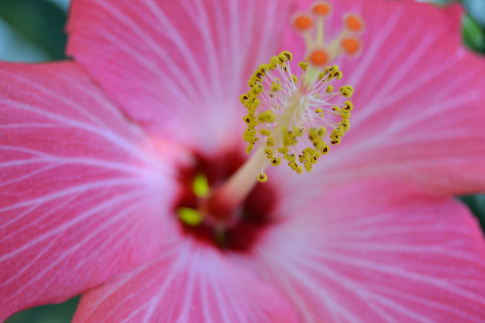 Nikon D3100 sample photo