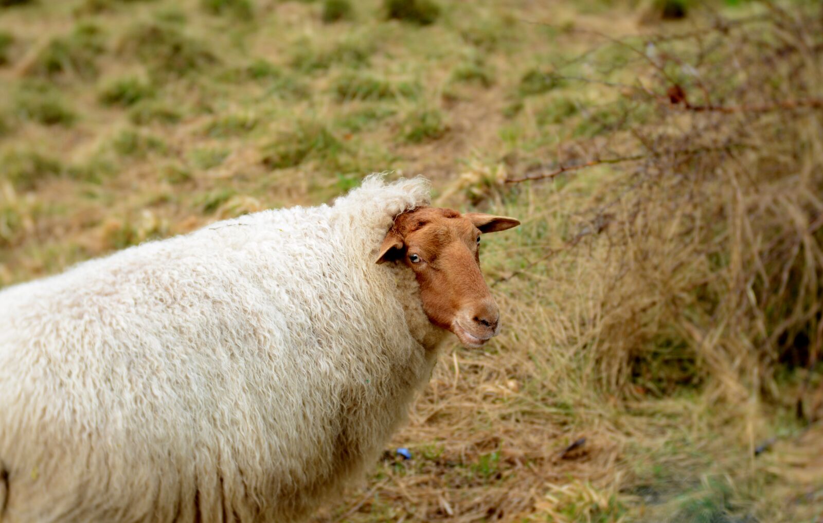 Nikon D600 sample photo. Sheep, wool, long-haired photography