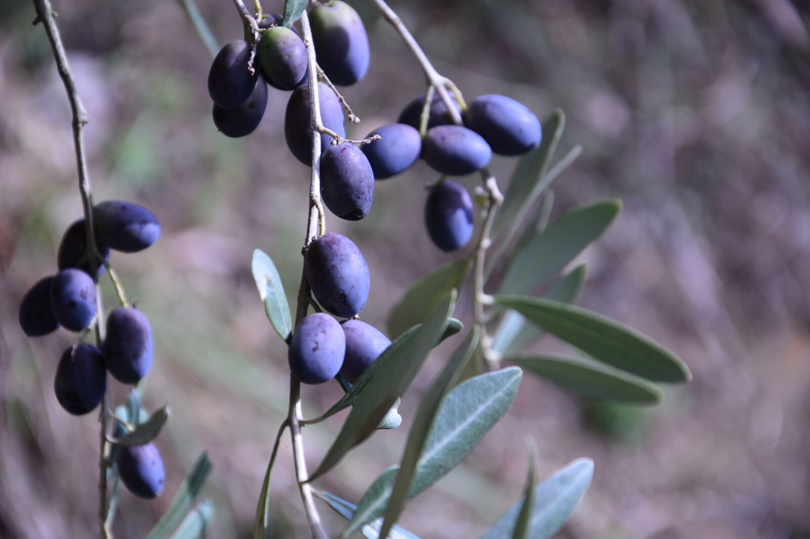 Nikon D3200 sample photo. Olive, fruits, olives photography