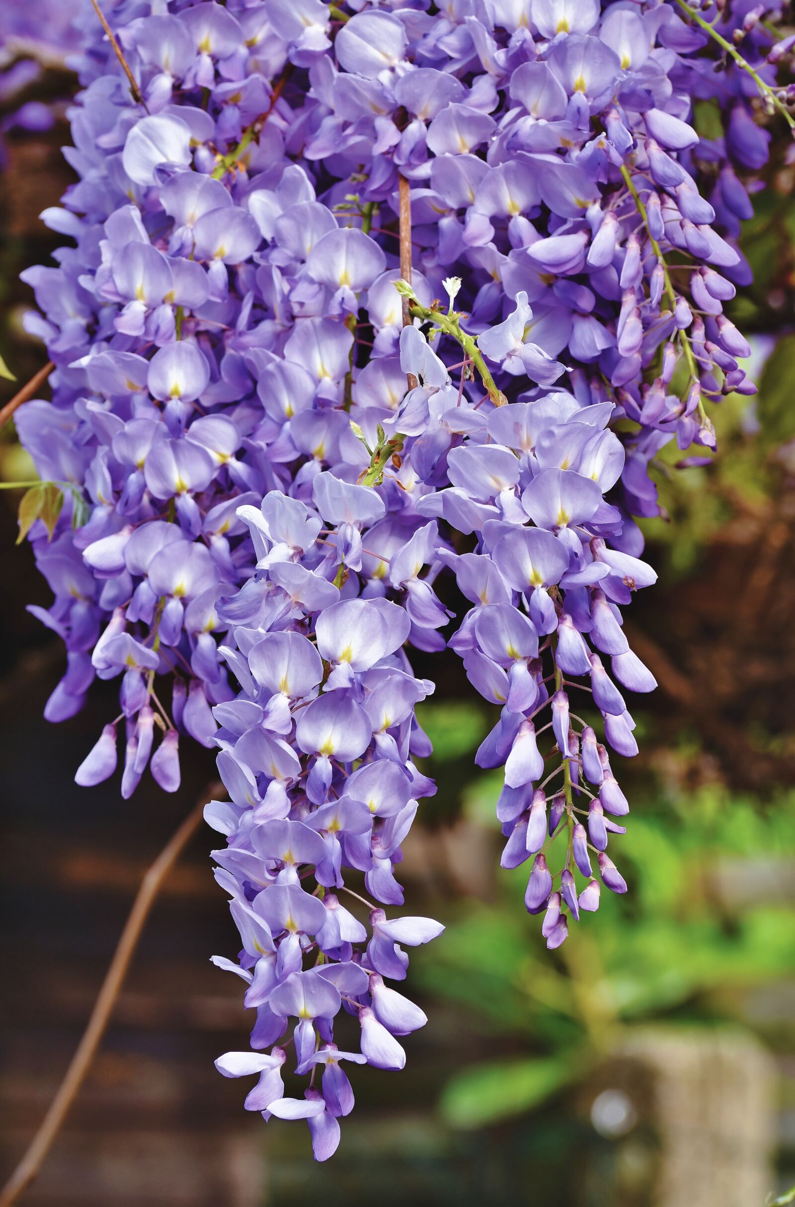 Nikon D7200 sample photo. Blue rain, flower, violet photography
