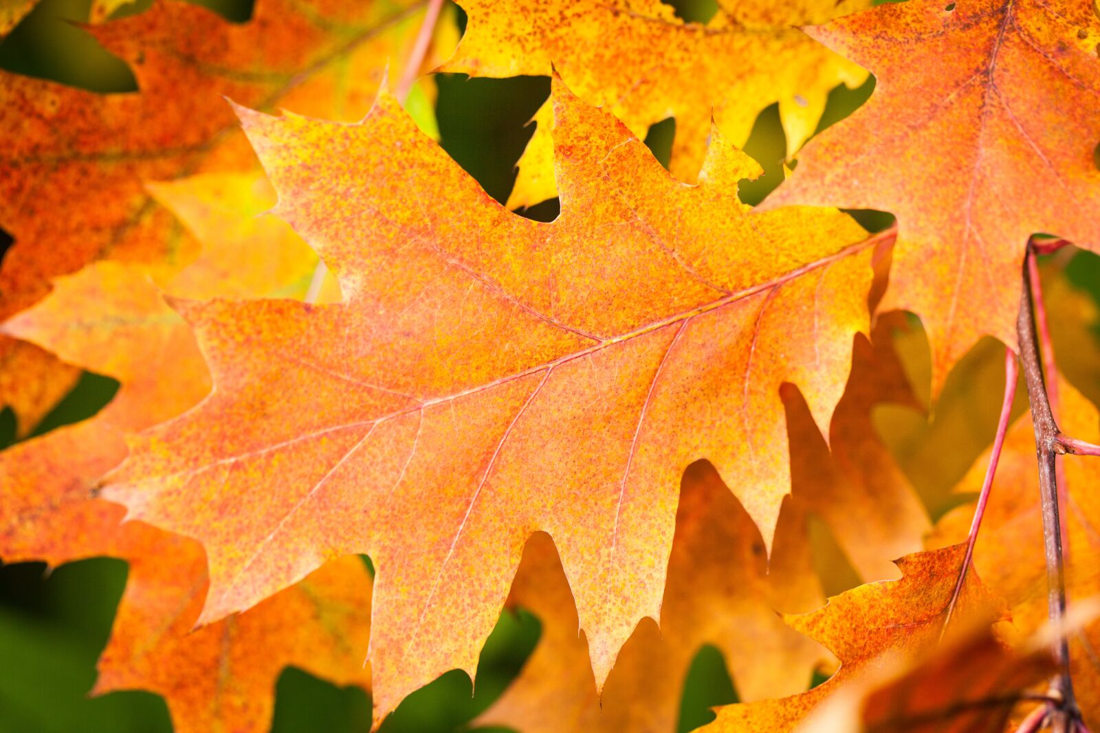 Canon EOS 5D Mark II sample photo. Autumn, leaf, fall foliage photography