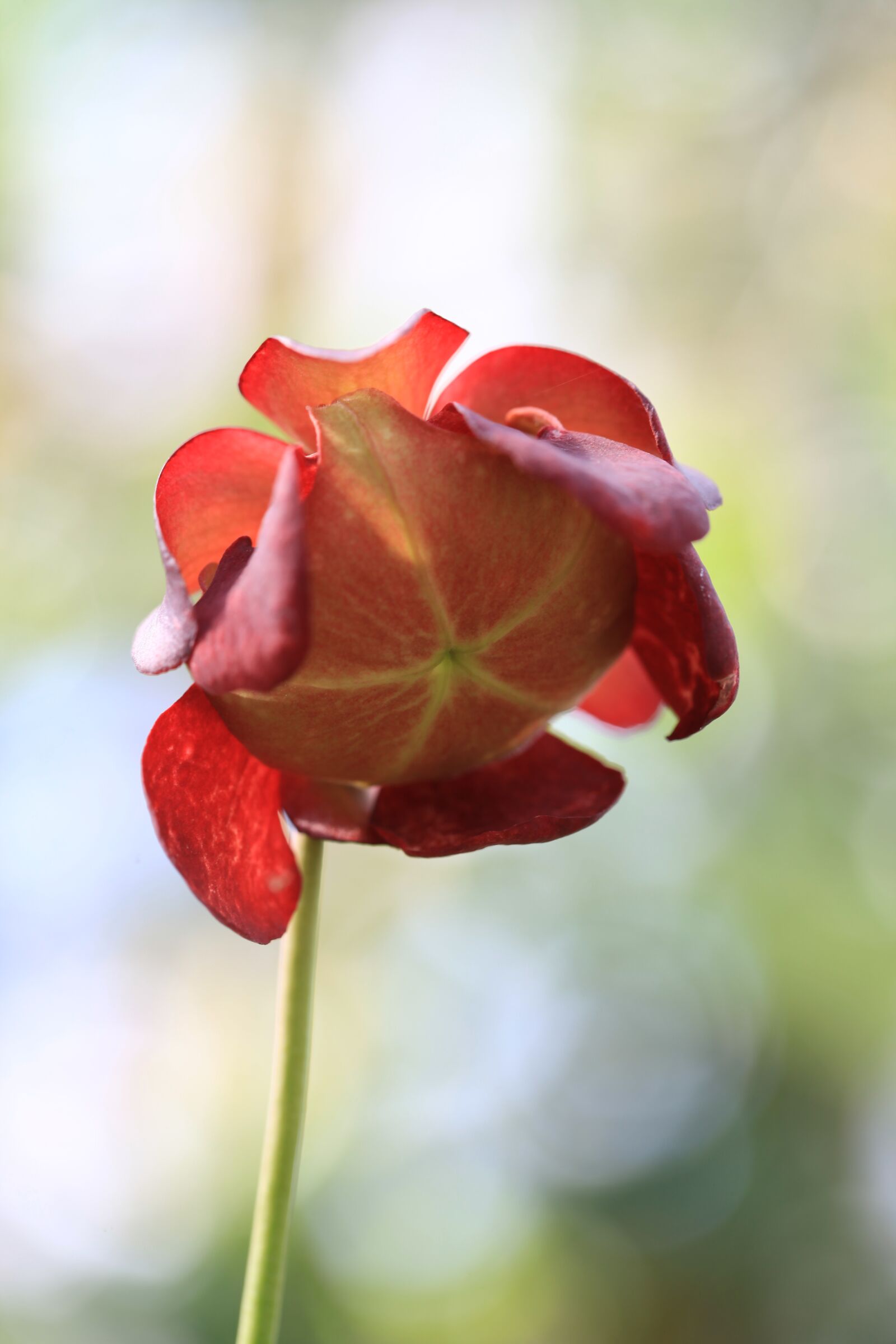 Canon EOS 5D Mark II sample photo. Flower, blooming, the tropical photography