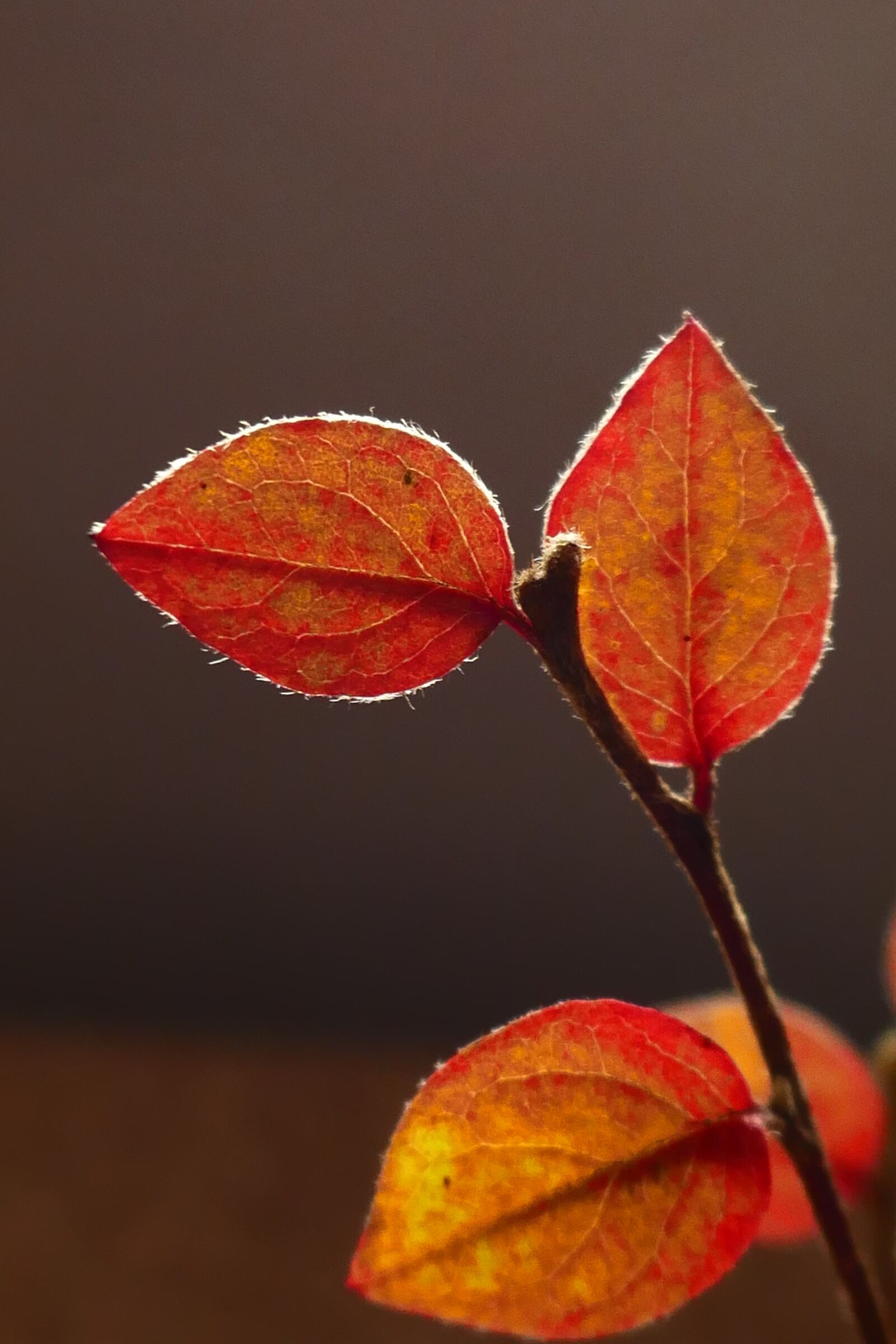 Panasonic Lumix DMC-ZS100 (Lumix DMC-TZ100) sample photo. Autumn, fall, leaves photography