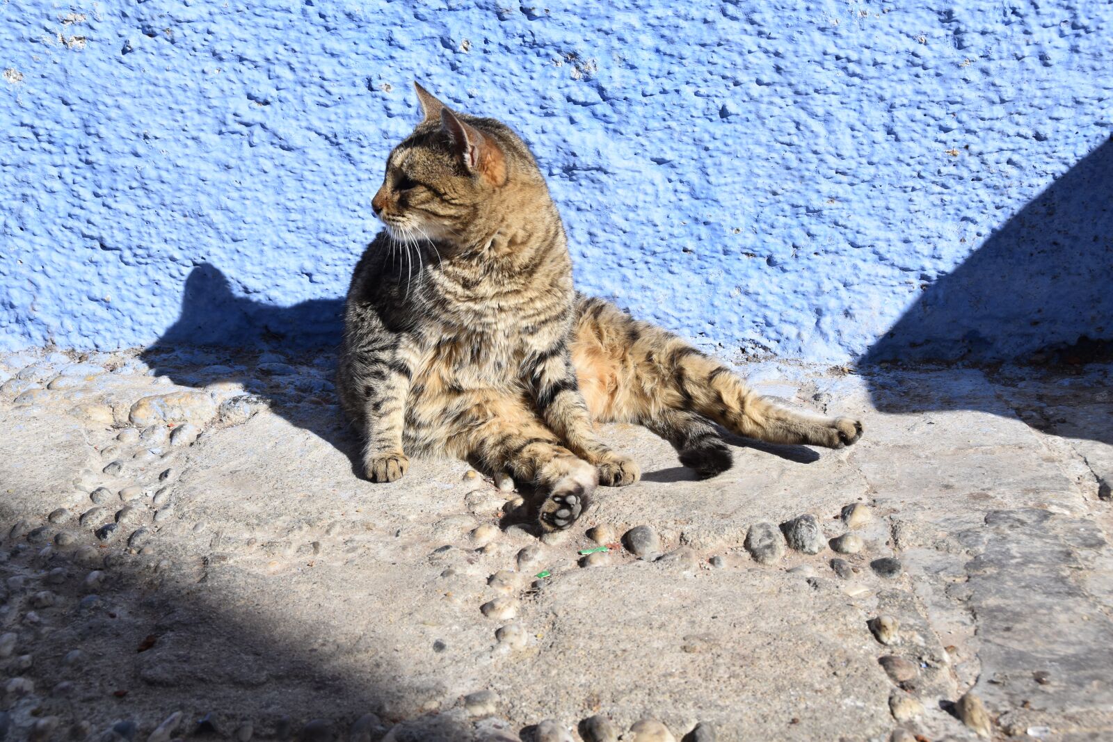 Nikon D5500 sample photo. Nature, animal, wildlife photography