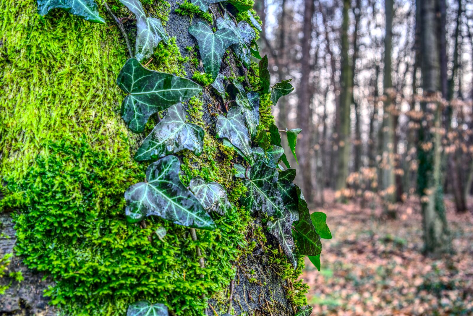Sony a6000 + Sony E 35mm F1.8 OSS sample photo. Ivy, tree, leaf photography