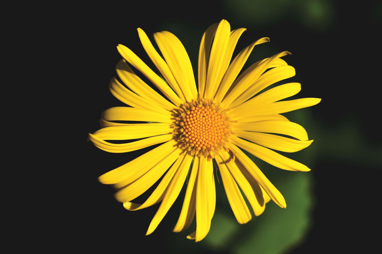 Nikon D7200 sample photo. Balkan-gemswurz, doronicum orientale, caucasus photography
