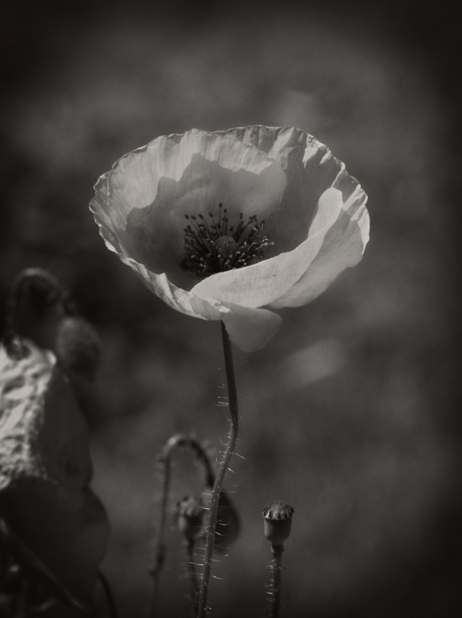 55.0-200.0mm f/4.0-f/5.6 sample photo. Poppy, black, white photography