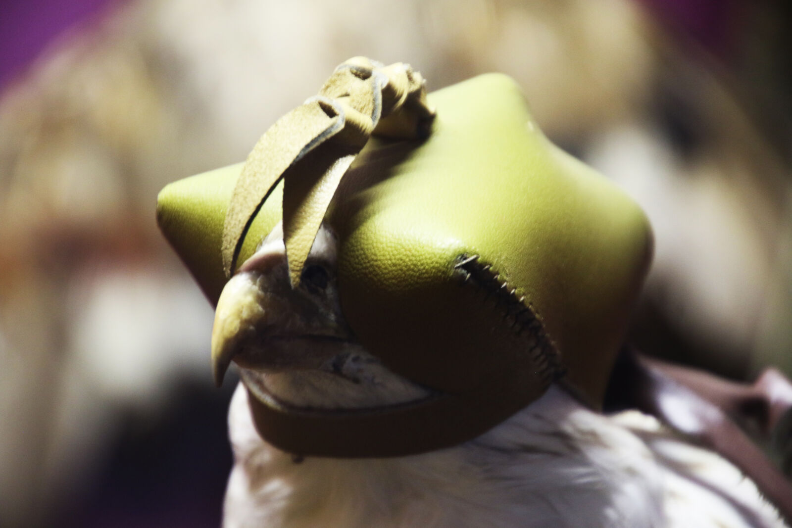 Canon EOS 7D Mark II sample photo. Animal, beak, bird, eyes photography