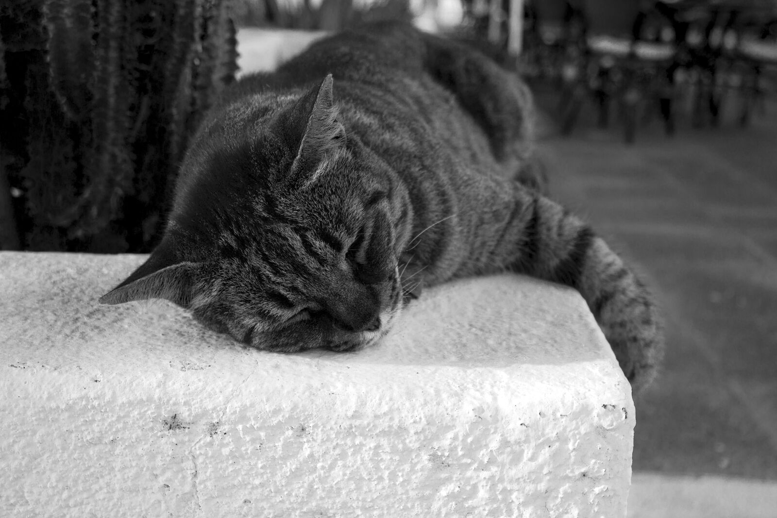 Canon EOS 600D (Rebel EOS T3i / EOS Kiss X5) sample photo. Cat, feline, animal photography