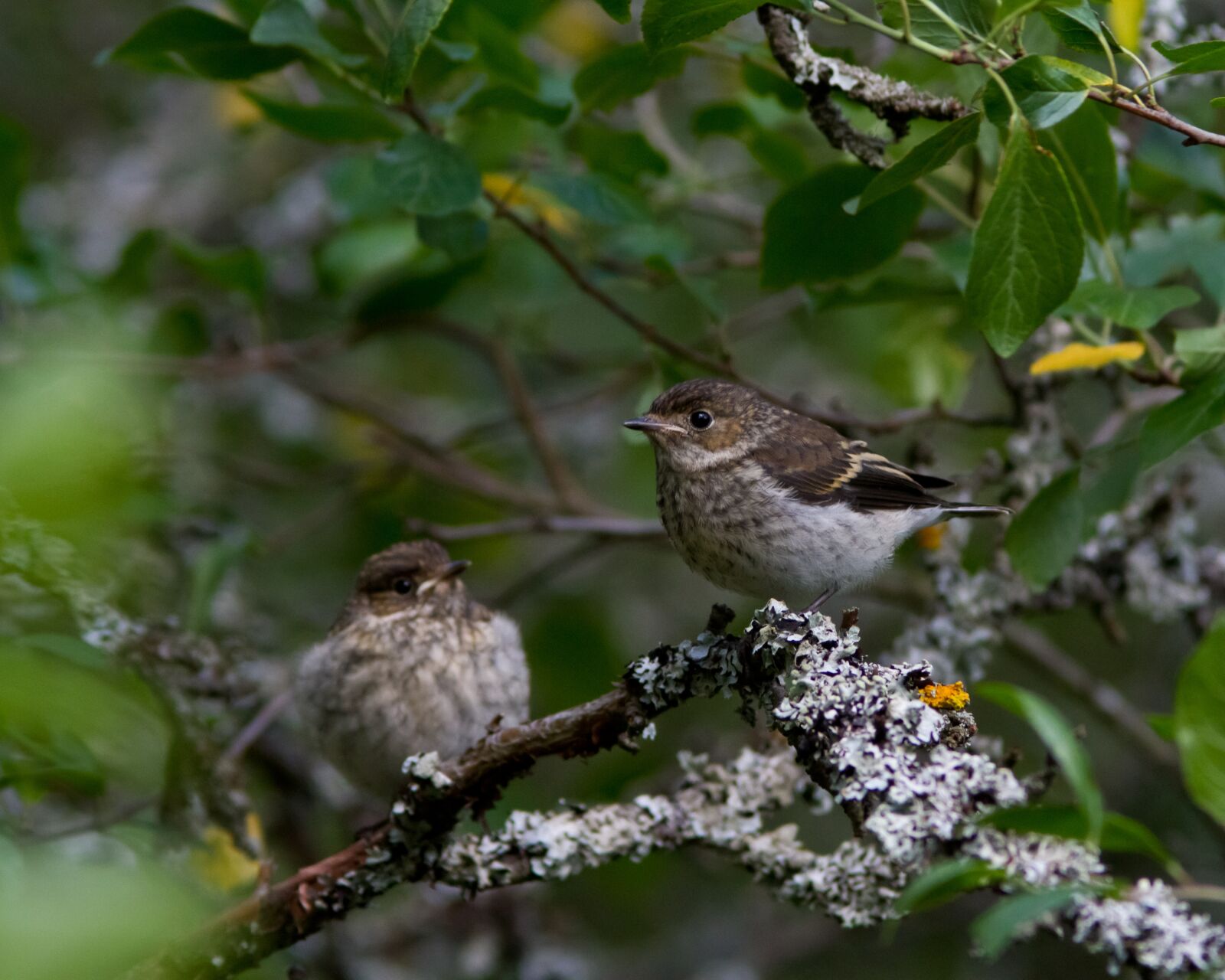 Canon EOS 7D + Canon EF 300mm F4L IS USM sample photo. The birds, chicks, fieldfare photography