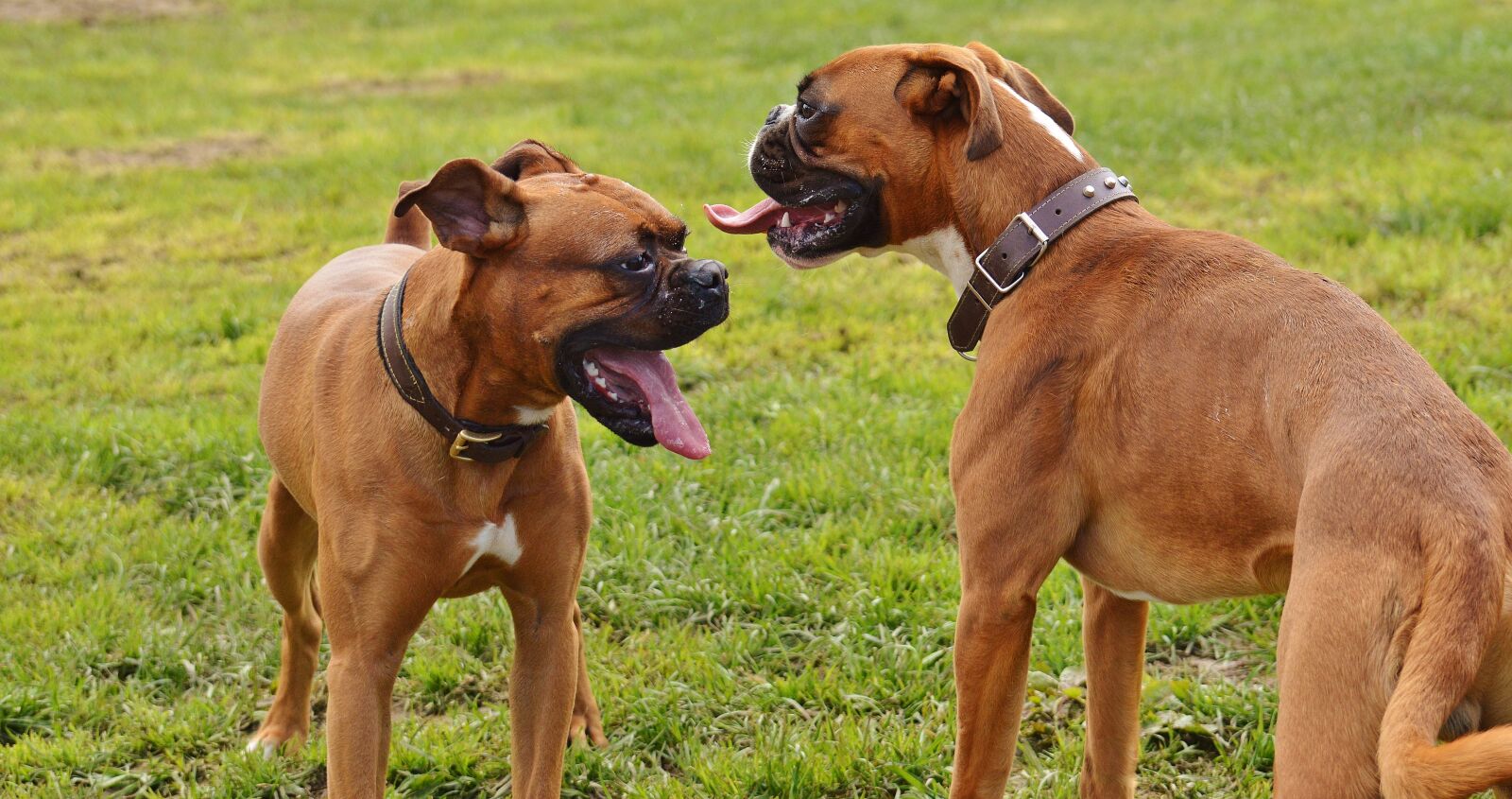 Nikon D3200 sample photo. Boxer dogs, dogs, good photography
