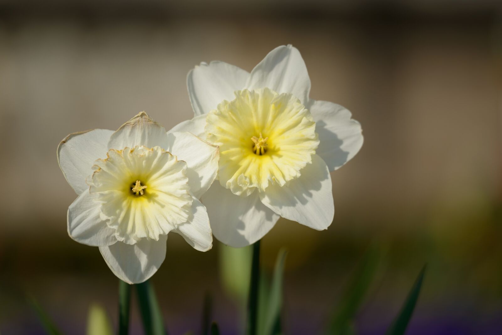 Nikon D800 sample photo. Daffodils, narcissus, daffodil photography