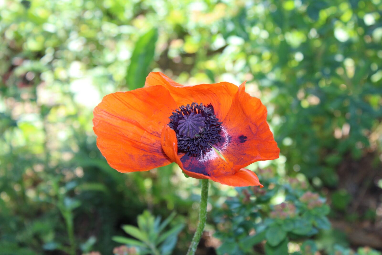 Canon EOS 600D (Rebel EOS T3i / EOS Kiss X5) sample photo. Summer, flower, poppy photography