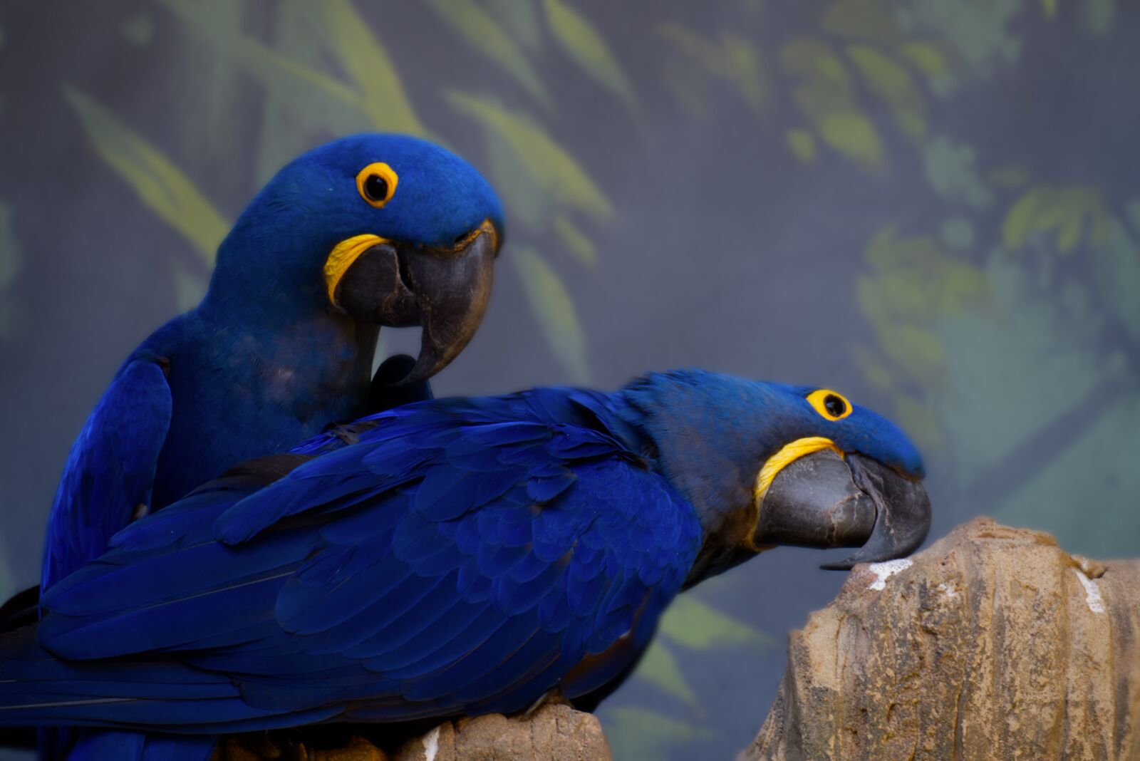 Fujifilm X-A10 sample photo. Hyacinth macaw, blue parrot photography