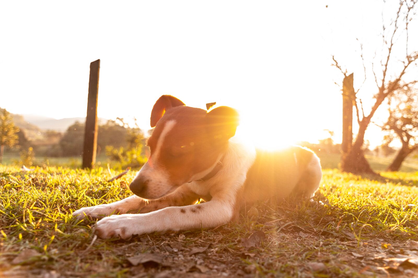 Nikon D7200 sample photo. Dog, sun, sunny photography