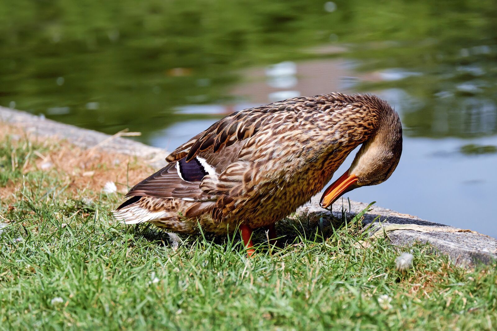 Fujifilm X-T10 + Fujifilm XC 50-230mm F4.5-6.7 OIS sample photo. Duck, animal, water bird photography
