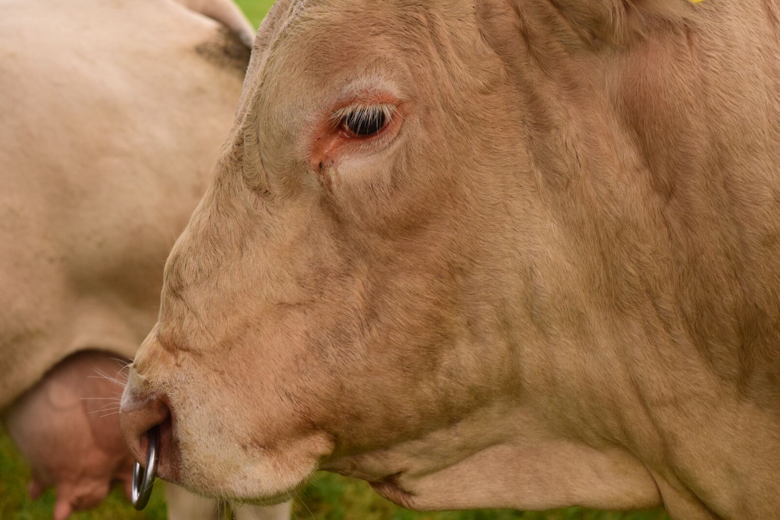 Nikon D3300 sample photo. Beef, cattle, agriculture photography
