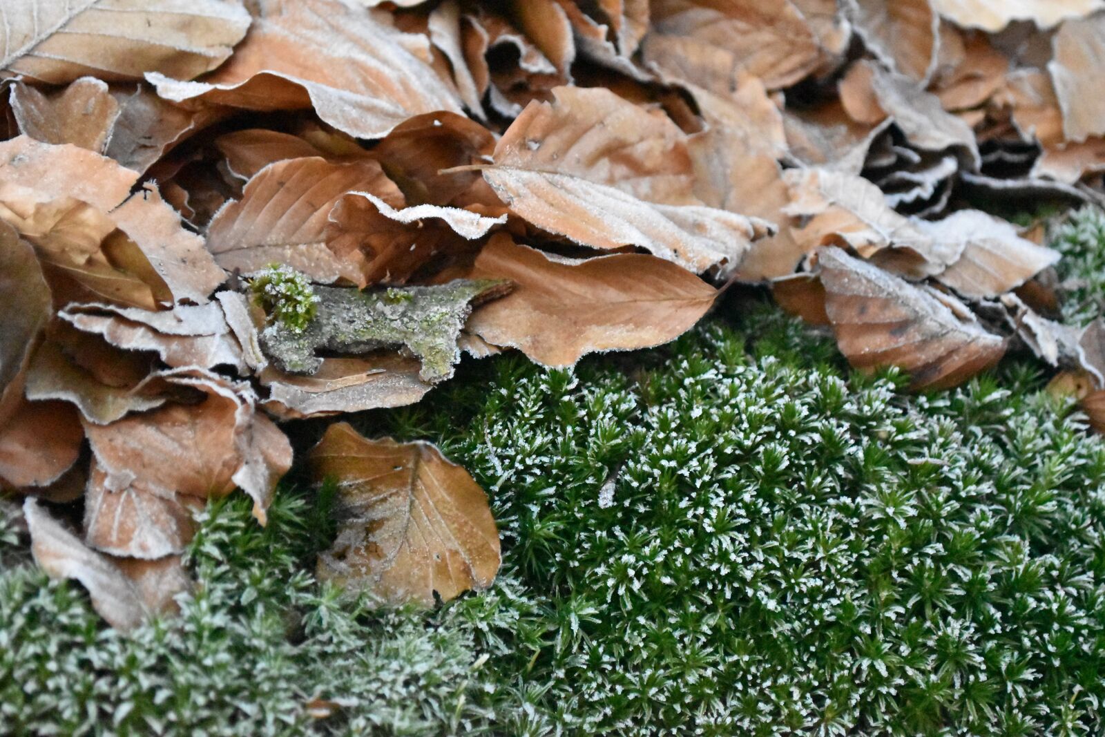 Nikon D5600 sample photo. Leaves, moss, hoarfrost photography