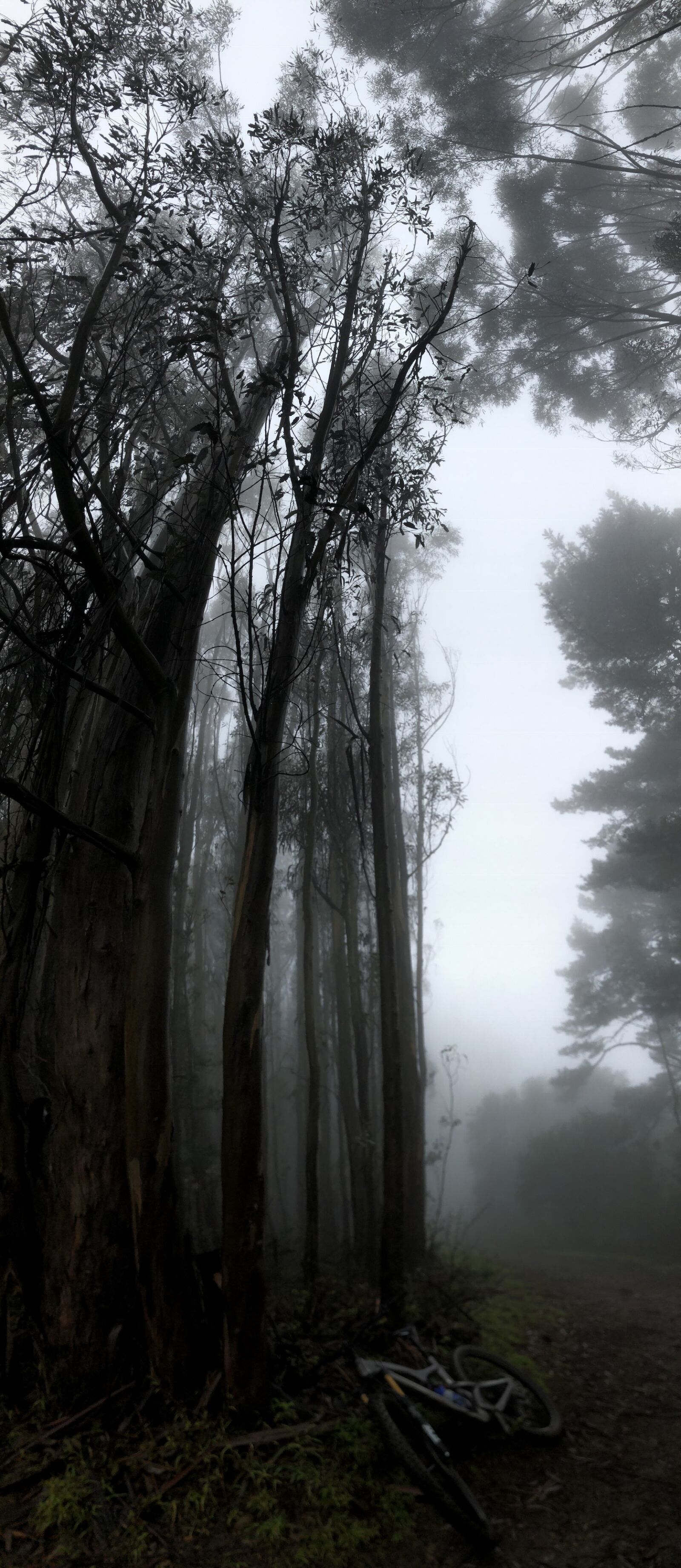 iPhone 8 Plus back camera 3.99mm f/1.8 sample photo. Redwood, mist, fog photography