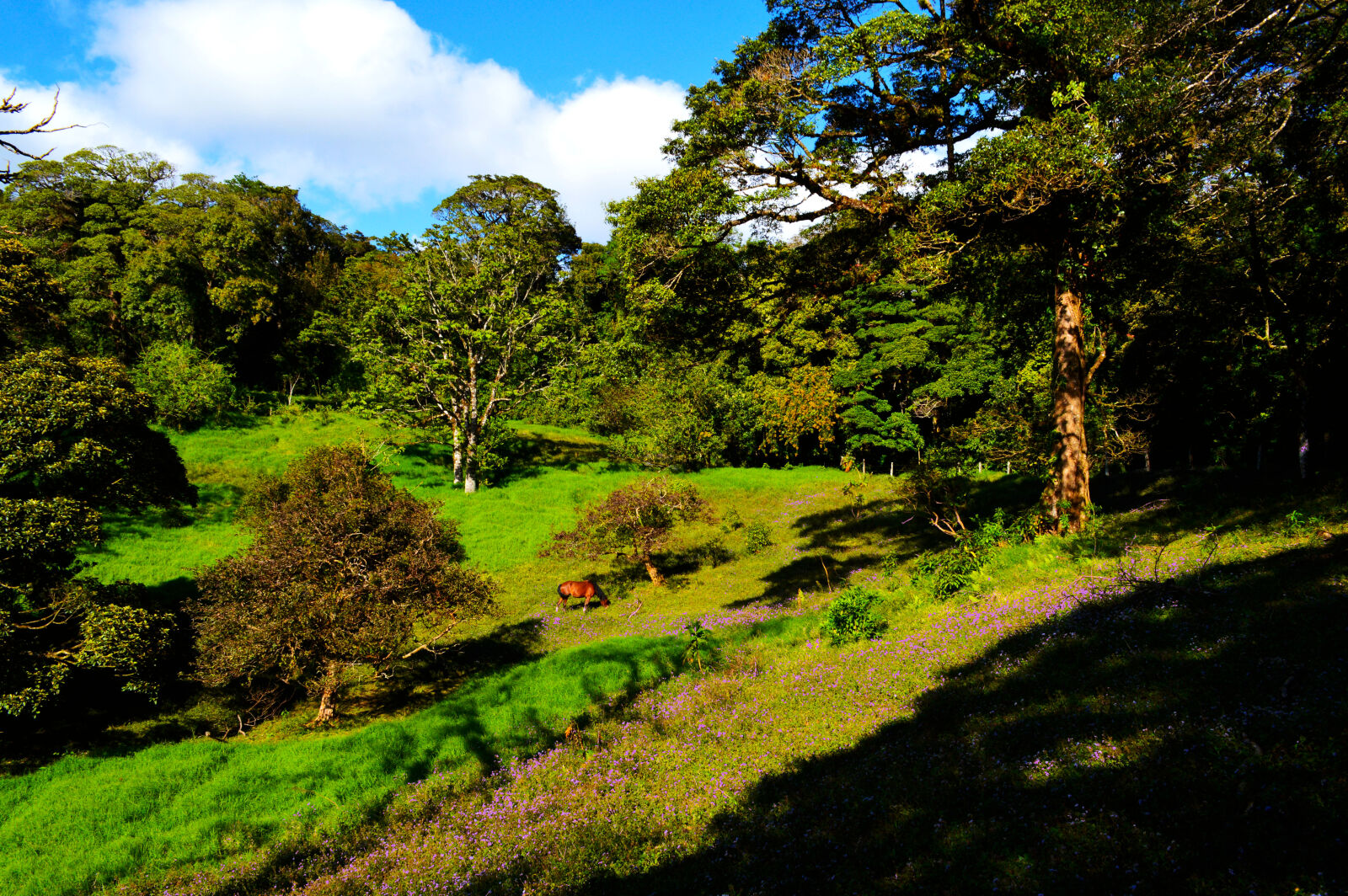 Nikon D3200 sample photo. Forest, costarica, nature, horse photography
