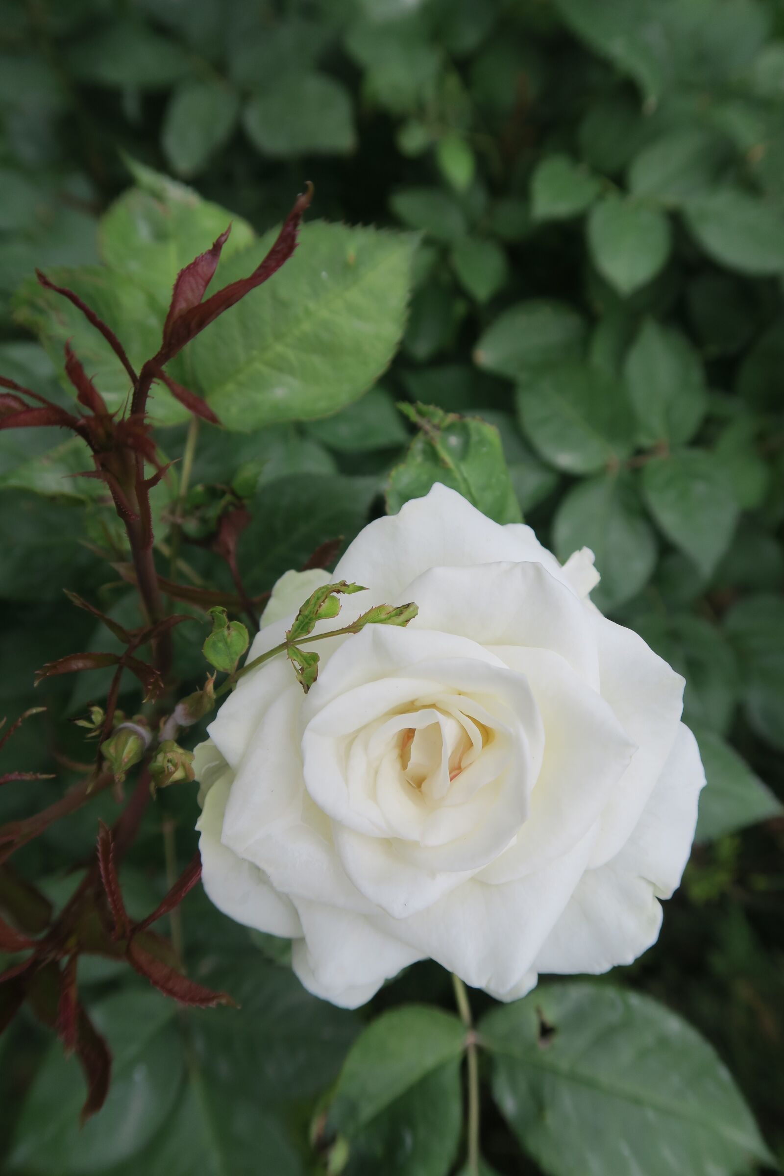 Canon PowerShot G7 X sample photo. Rose, spring, white rose photography