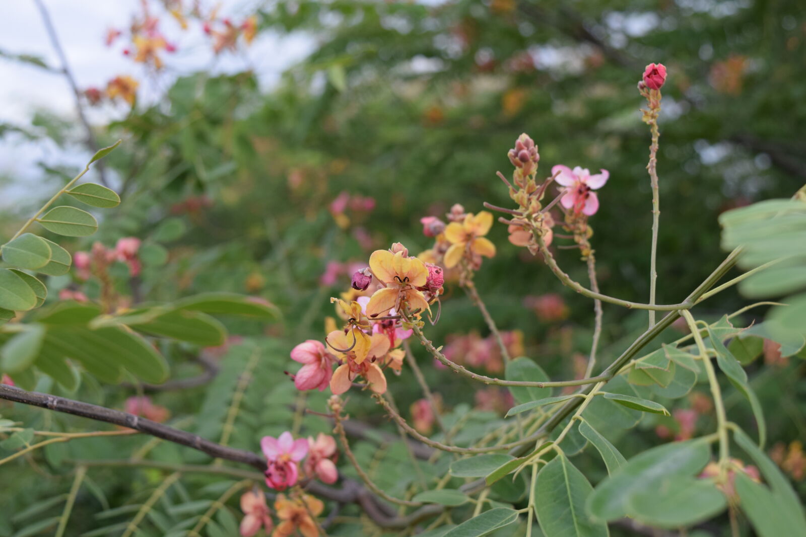 Nikon D3300 sample photo. Flower, india, wild photography