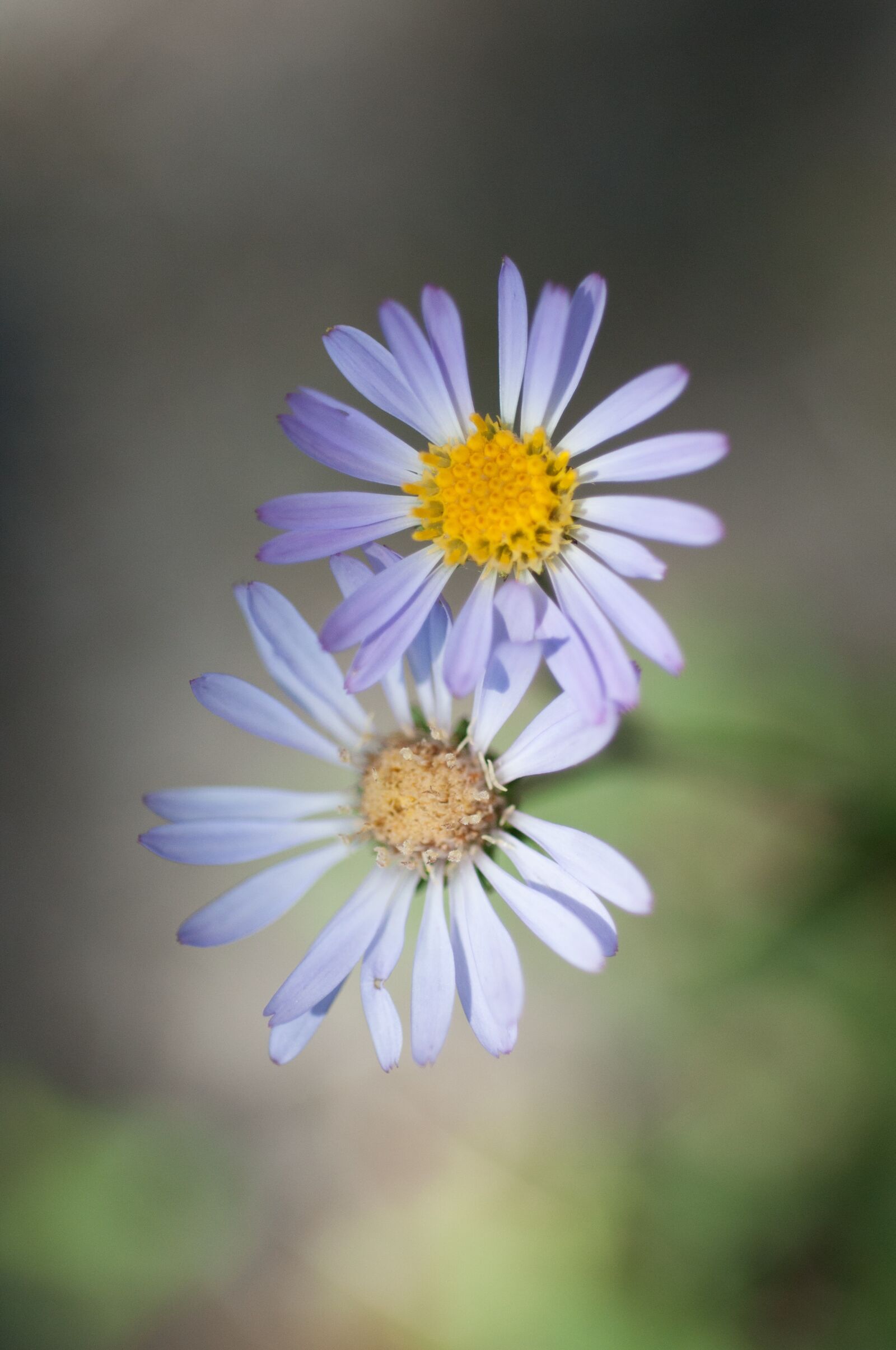 Nikon D90 sample photo. Purple aster, flower, shallow photography
