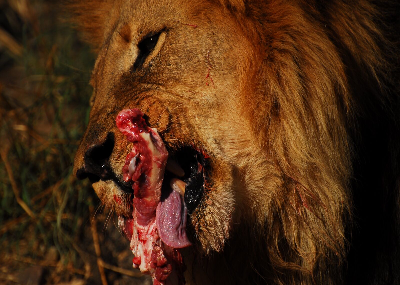 Nikon D200 sample photo. Lion, namibia, africa photography