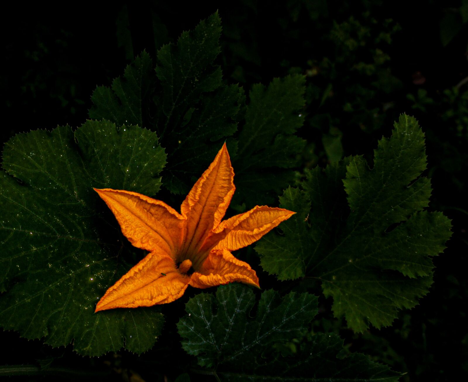 Sony Alpha NEX-3 sample photo. Flower, flowers, zucchini photography