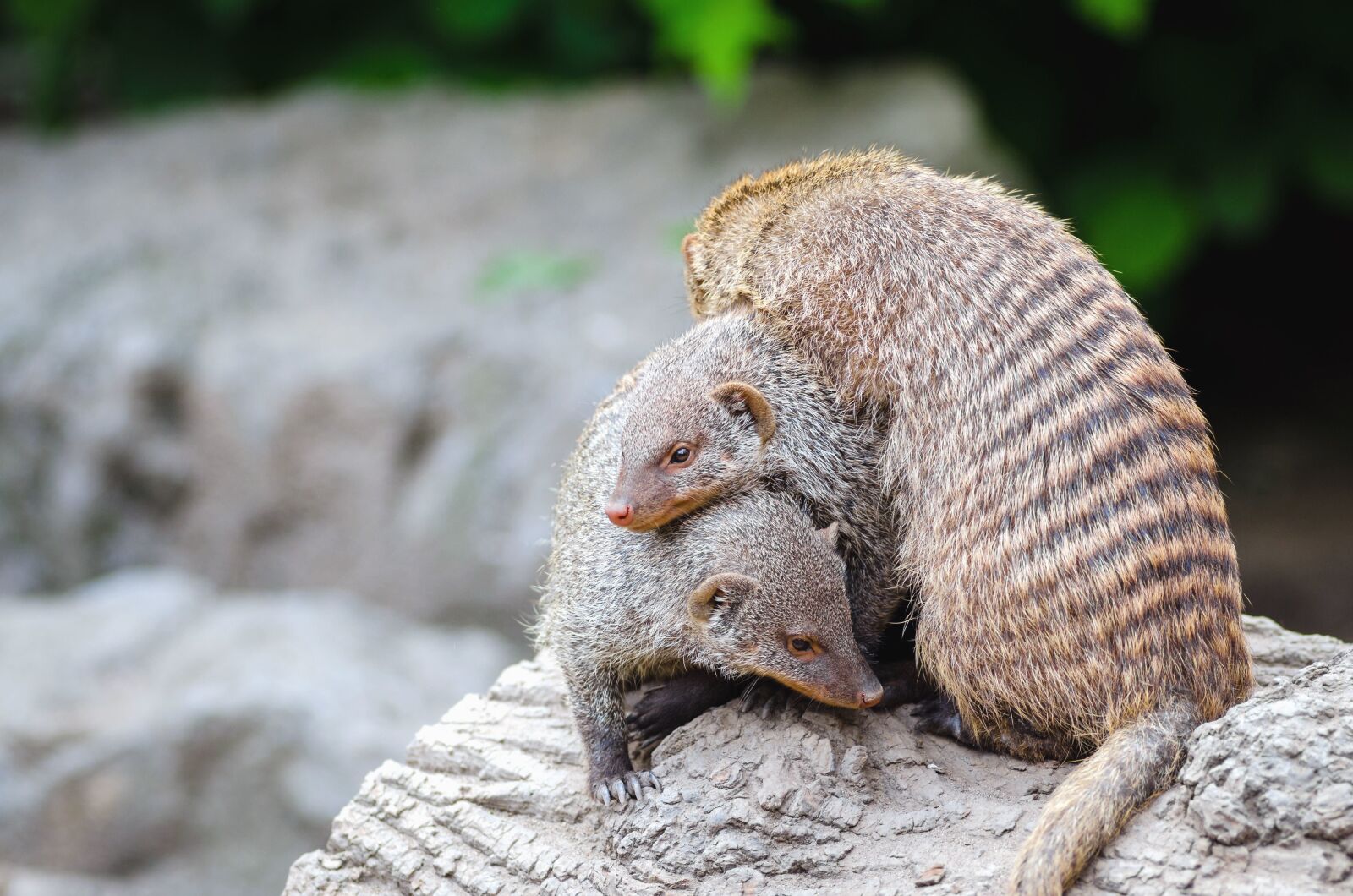 Nikon D7000 sample photo. Animal, fur, young, rocks photography