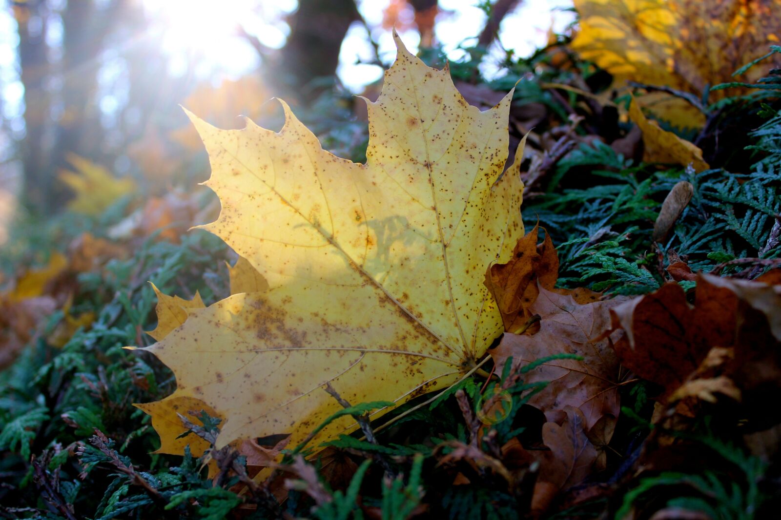 Canon EOS 1300D (EOS Rebel T6 / EOS Kiss X80) sample photo. Autumn, close up, nature photography