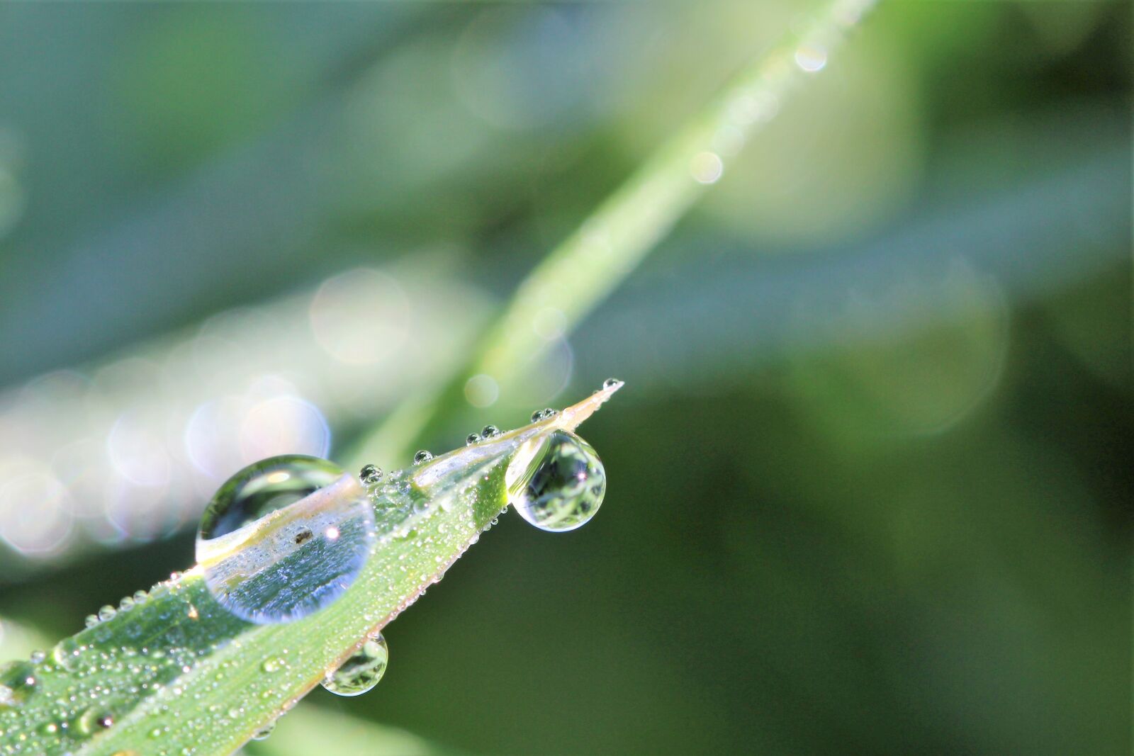 Canon EOS 1200D (EOS Rebel T5 / EOS Kiss X70 / EOS Hi) sample photo. Dewdrop, meadow, macro photography