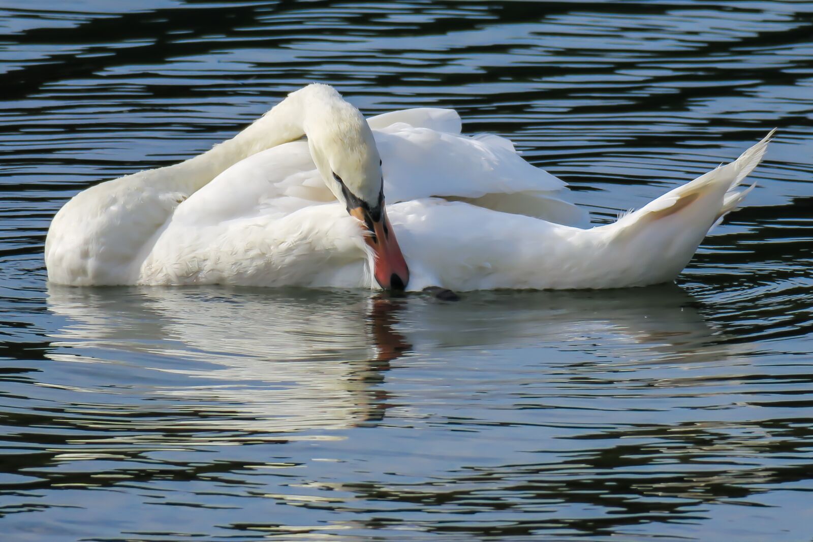 Canon PowerShot G3 X sample photo. Swan, clean, swim photography