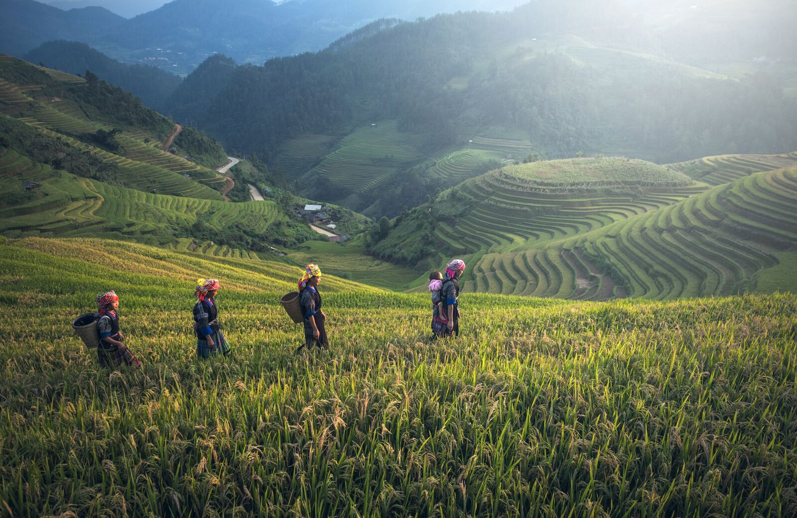Nikon D810 sample photo. Agriculture, asia, bali photography