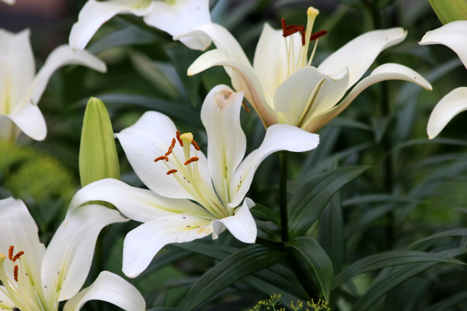 Canon EOS 650D (EOS Rebel T4i / EOS Kiss X6i) sample photo. White lilies, flower, nature photography